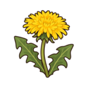 Dandelion