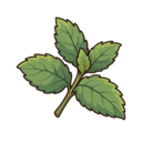 Wild Mint